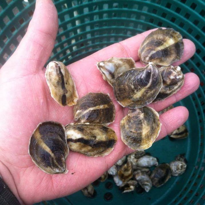 Hand holding small oysters